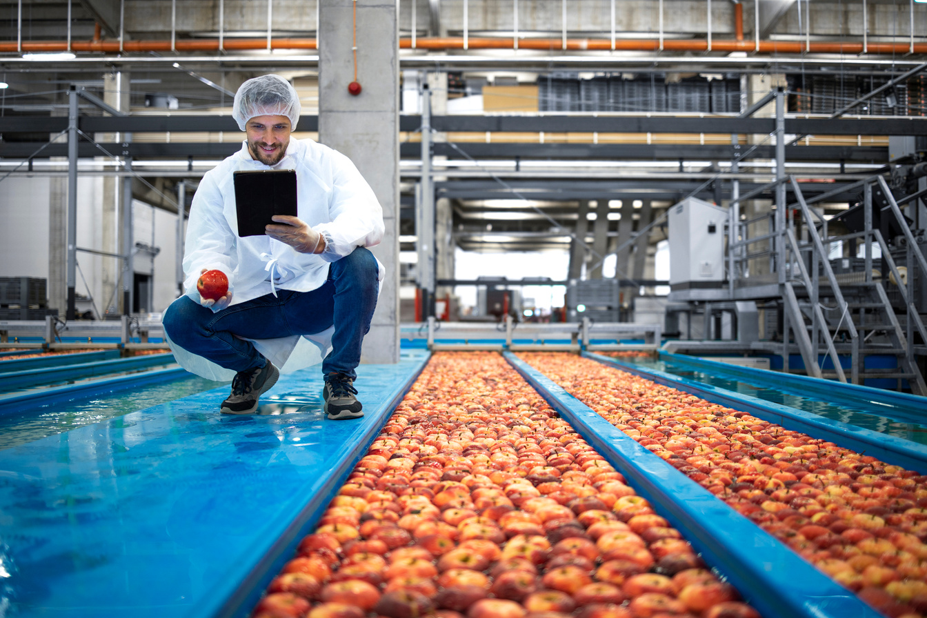 Technologist in food processing factory controlling process of apple fruit selection and production.